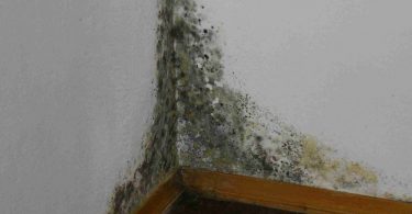 Чем опасен грибок на стенах для здоровья (в квартире)?