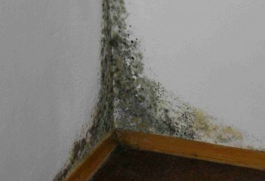 Чем опасен грибок на стенах для здоровья (в квартире)?