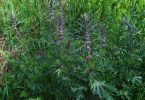 Пустырник трава: лечебные свойства и противопоказания, польза и вред