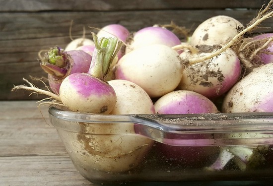 Брюква: полезные свойства и противопоказания