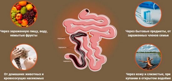 Как человек заражается паразитами?