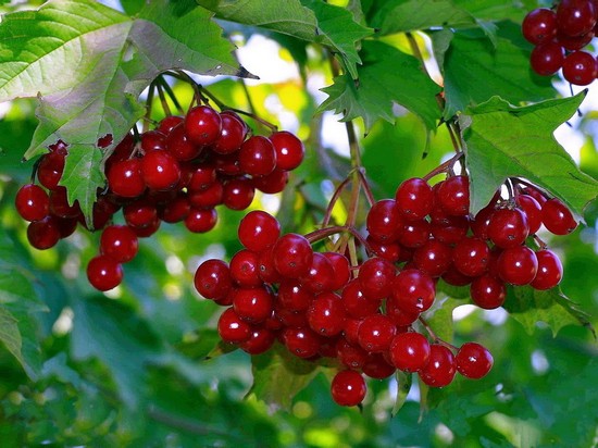 Лечение шума в ушах народными средствами