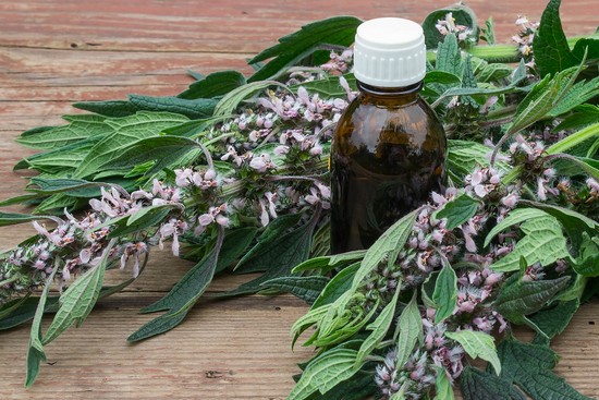 Состав пустырника