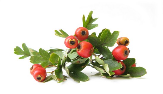 Укрепить сосудистые стенки помогут боярышниковые плоды