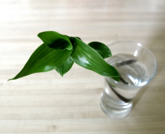 золотой ус: как приготовить настойку